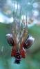 Frontinellina frutetorum